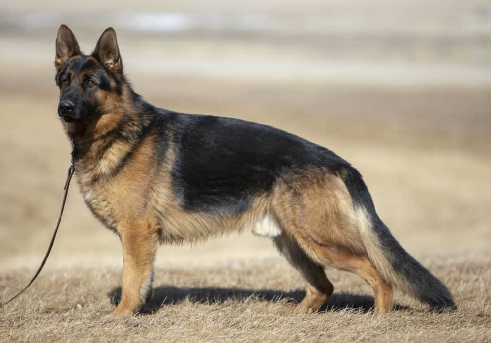 The Jury Von Rivergreen body image