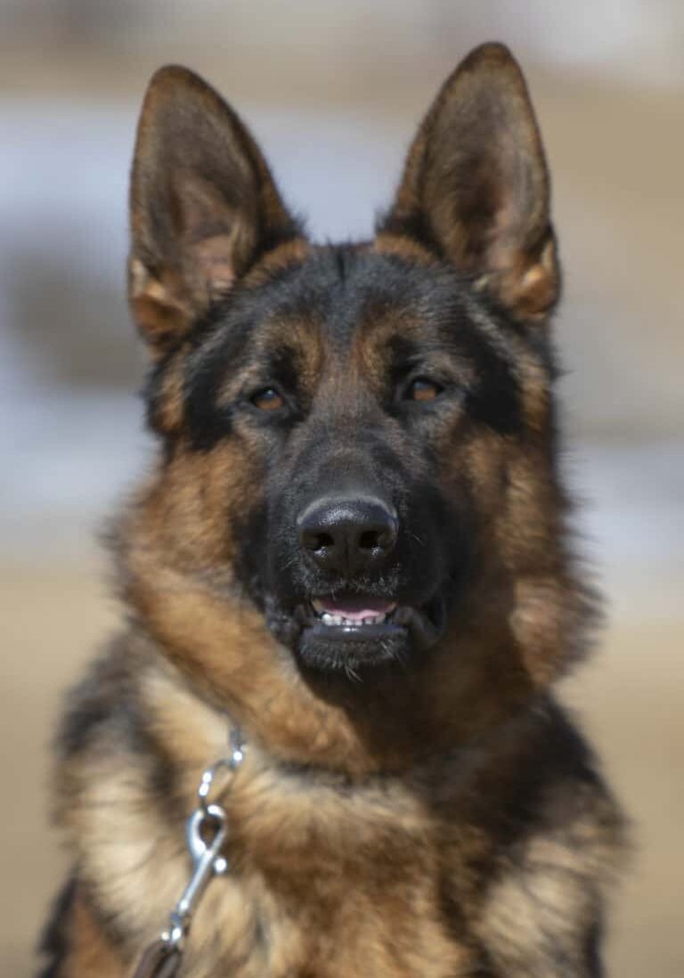 The Jury Von Rivergreen